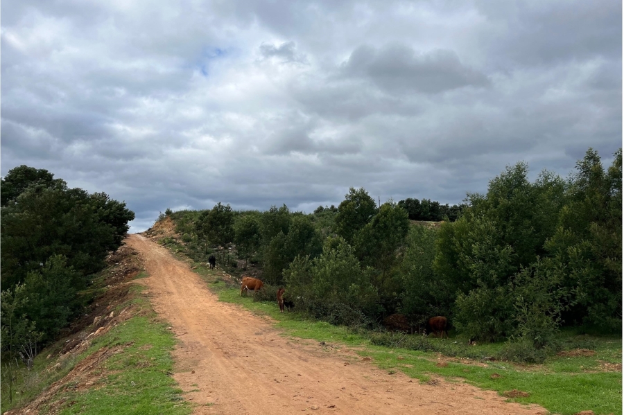 0 Bedroom Property for Sale in Haarlem Western Cape